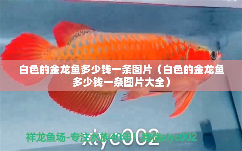 白色的金龍魚多少錢一條圖片（白色的金龍魚多少錢一條圖片大全）