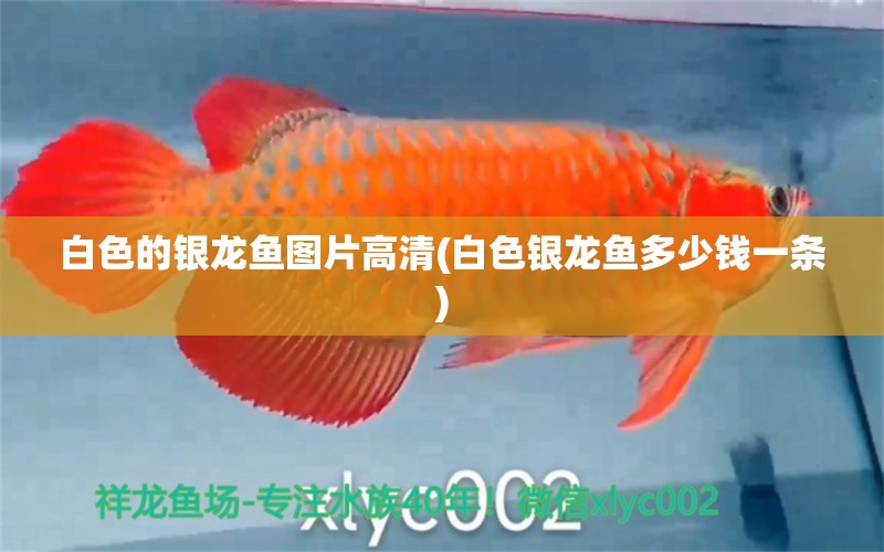 白色的銀龍魚圖片高清(白色銀龍魚多少錢一條)