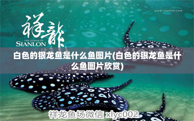 白色的銀龍魚是什么魚圖片(白色的銀龍魚是什么魚圖片欣賞) 銀龍魚