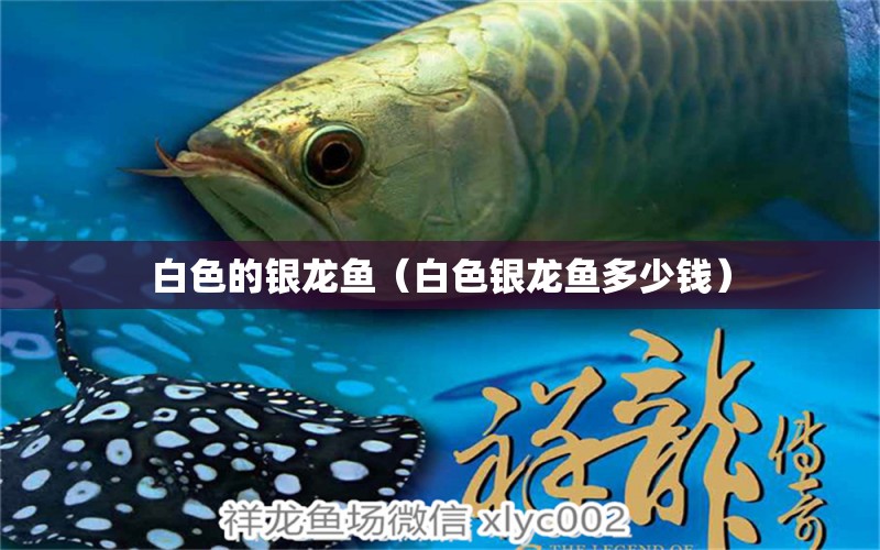 白色的銀龍魚（白色銀龍魚多少錢） 大白鯊魚