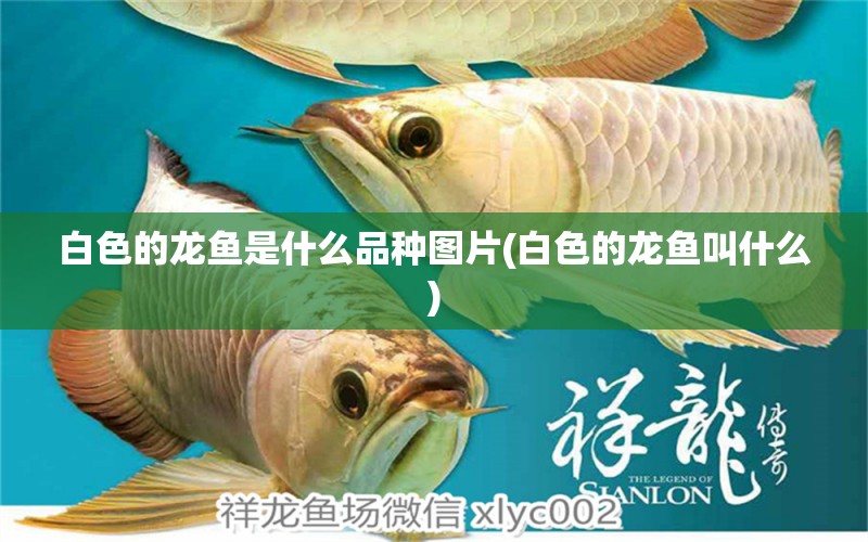 白色的龍魚是什么品種圖片(白色的龍魚叫什么) 皇冠黑白魟魚