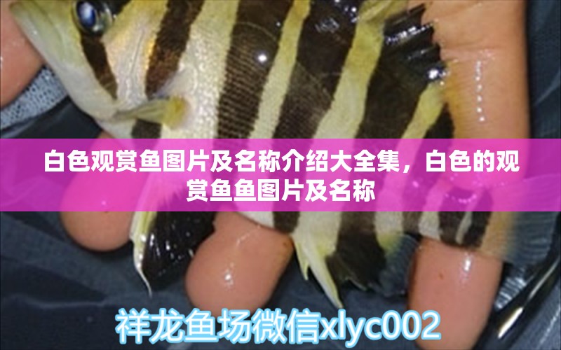 白色觀賞魚圖片及名稱介紹大全集，白色的觀賞魚魚圖片及名稱 養(yǎng)魚知識