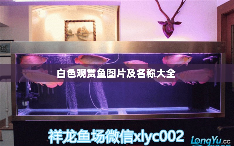 白色觀賞魚圖片及名稱大全 