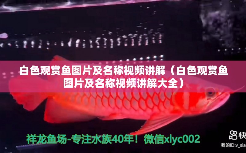 白色觀賞魚圖片及名稱視頻講解（白色觀賞魚圖片及名稱視頻講解大全）