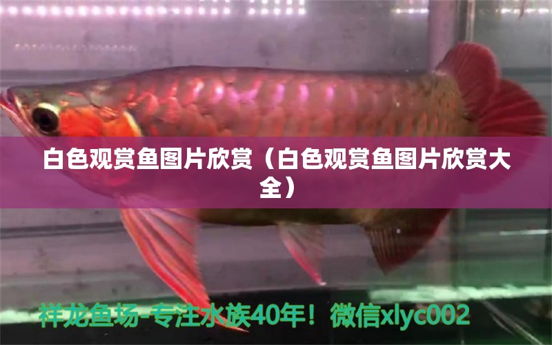 白色觀賞魚圖片欣賞（白色觀賞魚圖片欣賞大全）