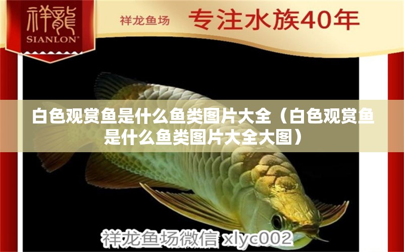 白色觀賞魚是什么魚類圖片大全（白色觀賞魚是什么魚類圖片大全大圖）