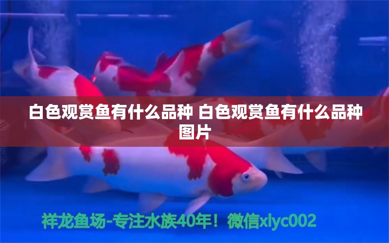 白色觀賞魚有什么品種 白色觀賞魚有什么品種圖片 祥龍龍魚專用水族燈 第1張