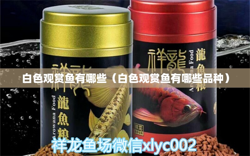 白色觀賞魚有哪些（白色觀賞魚有哪些品種）