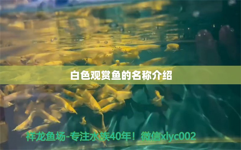 白色觀賞魚的名稱介紹 圖騰金龍魚