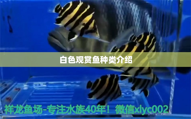 白色觀賞魚種類介紹