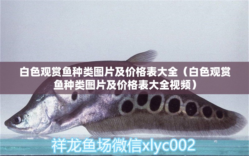 白色觀賞魚種類圖片及價(jià)格表大全（白色觀賞魚種類圖片及價(jià)格表大全視頻）