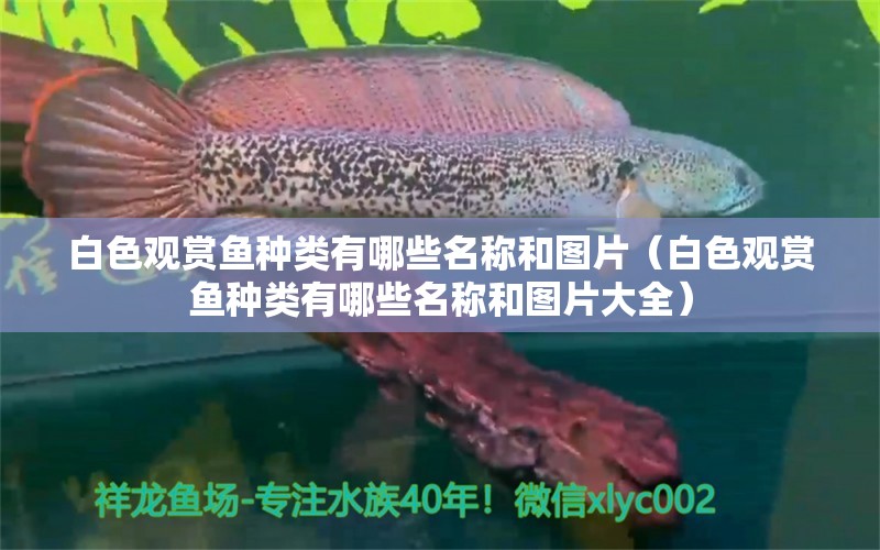 白色觀賞魚種類有哪些名稱和圖片（白色觀賞魚種類有哪些名稱和圖片大全）