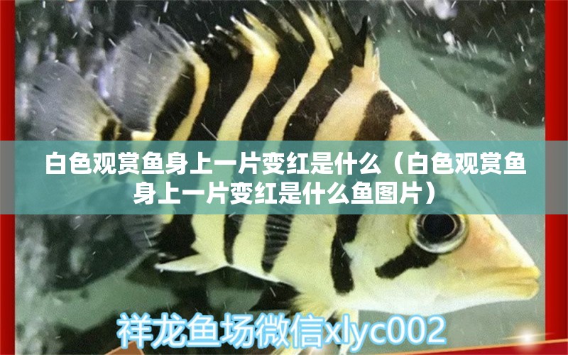 白色觀賞魚(yú)身上一片變紅是什么（白色觀賞魚(yú)身上一片變紅是什么魚(yú)圖片） 豬鼻龜