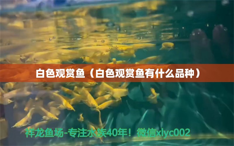 白色觀賞魚（白色觀賞魚有什么品種）