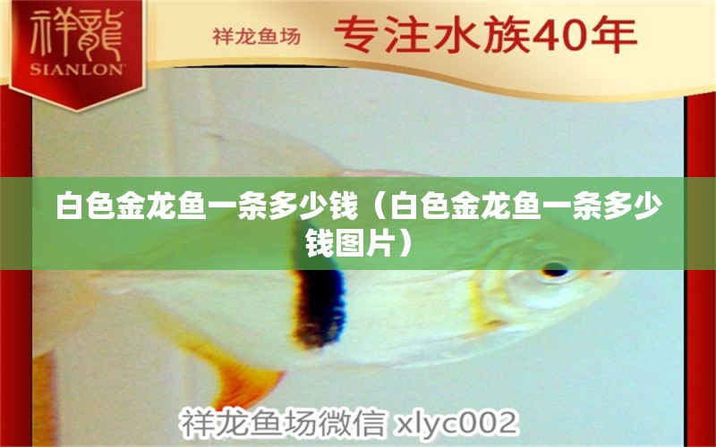 白色金龍魚一條多少錢（白色金龍魚一條多少錢圖片）