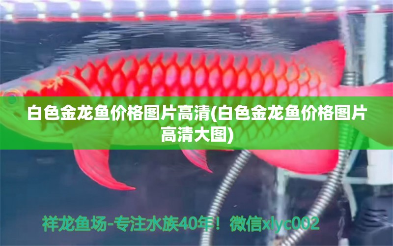 白色金龍魚價格圖片高清(白色金龍魚價格圖片高清大圖) 非洲金鼓魚