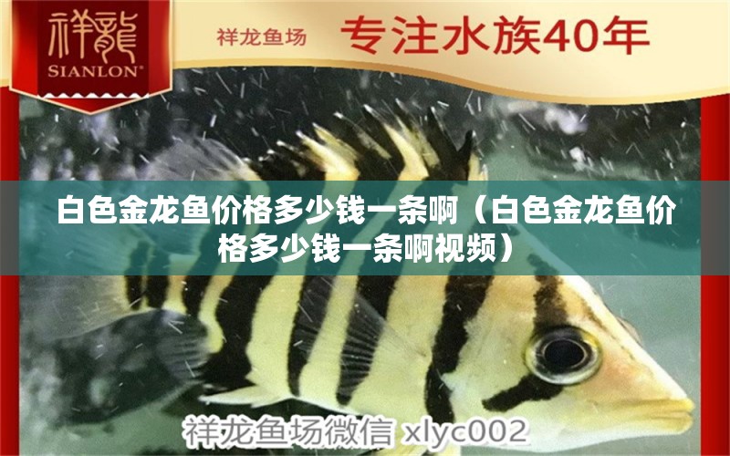 白色金龍魚價格多少錢一條?。ò咨瘕堲~價格多少錢一條啊視頻）