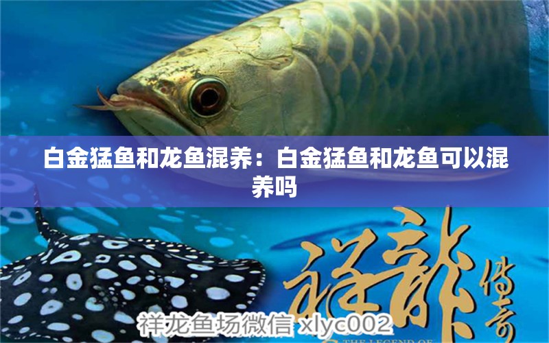 白金猛魚和龍魚混養(yǎng)：白金猛魚和龍魚可以混養(yǎng)嗎 龍魚百科 第2張