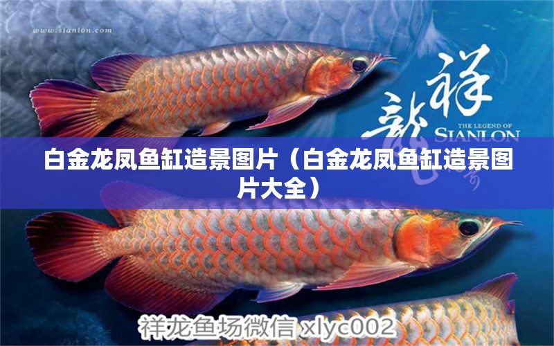 白金龍鳳魚缸造景圖片（白金龍鳳魚缸造景圖片大全）