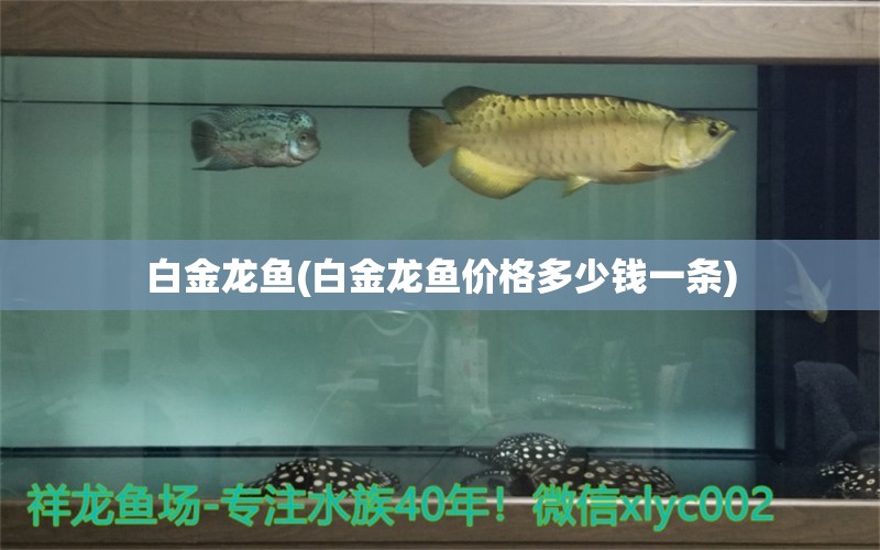 白金龍魚(白金龍魚價(jià)格多少錢一條) 彩鰈魚缸（彩蝶魚缸）