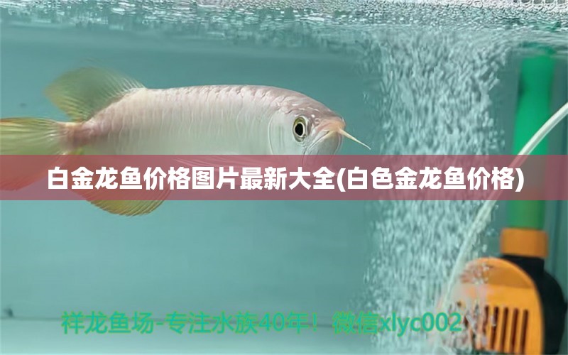 白金龍魚價(jià)格圖片最新大全(白色金龍魚價(jià)格)