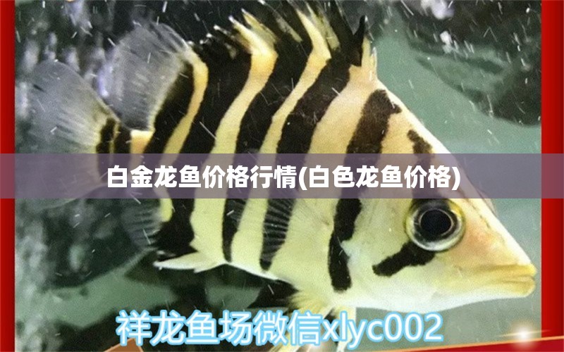 白金龍魚(yú)價(jià)格行情(白色龍魚(yú)價(jià)格) 赤焰中國(guó)虎魚(yú)