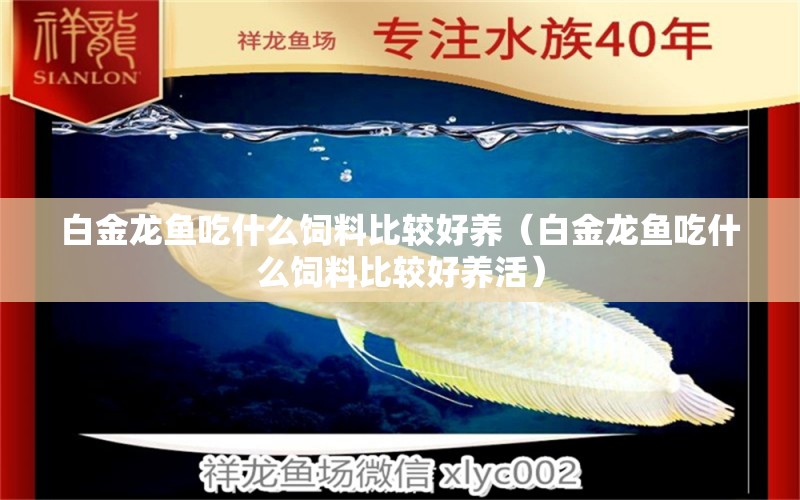 白金龍魚吃什么飼料比較好養(yǎng)（白金龍魚吃什么飼料比較好養(yǎng)活） 觀賞魚市場(chǎng)（混養(yǎng)魚）