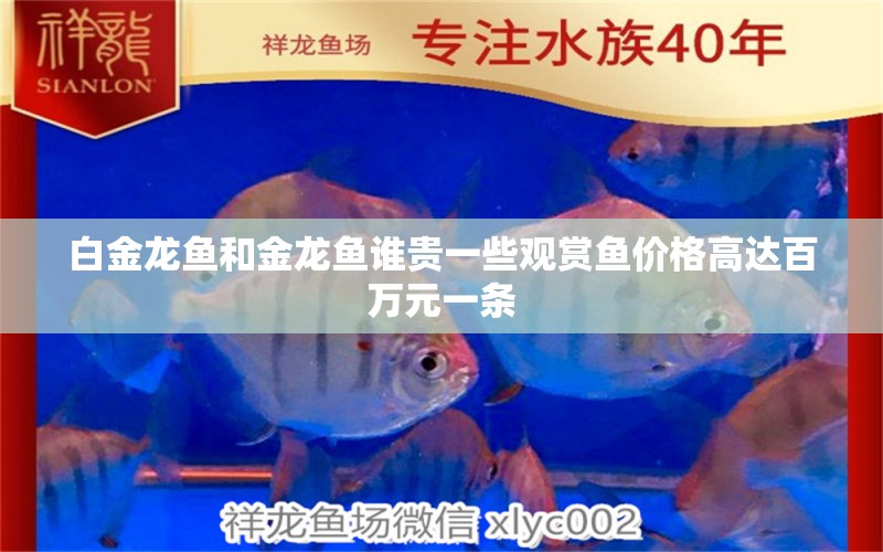 白金龍魚和金龍魚誰貴一些觀賞魚價格高達百萬元一條