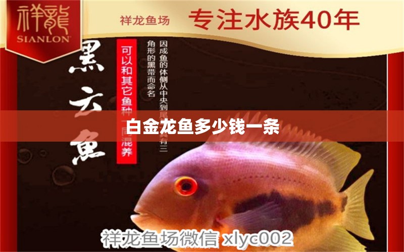 白金龍魚多少錢一條