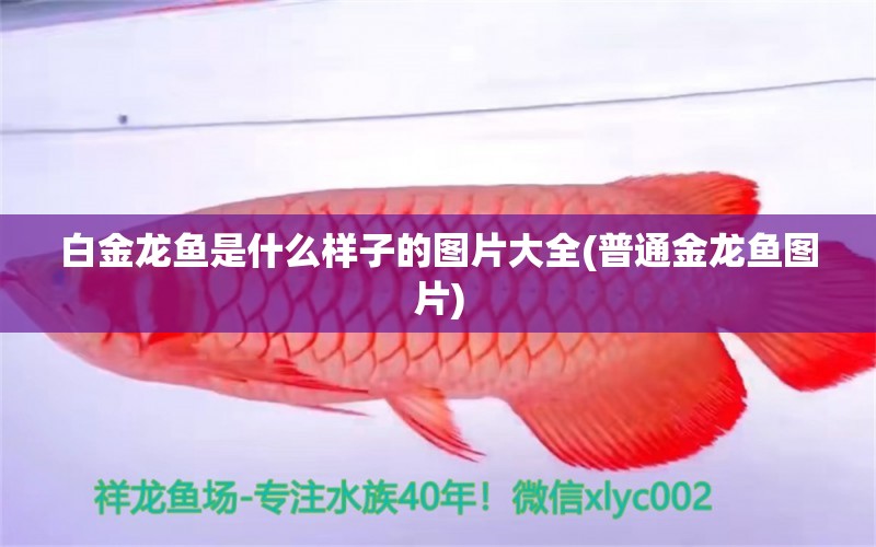 白金龍魚是什么樣子的圖片大全(普通金龍魚圖片) 廣州觀賞魚魚苗批發(fā)市場