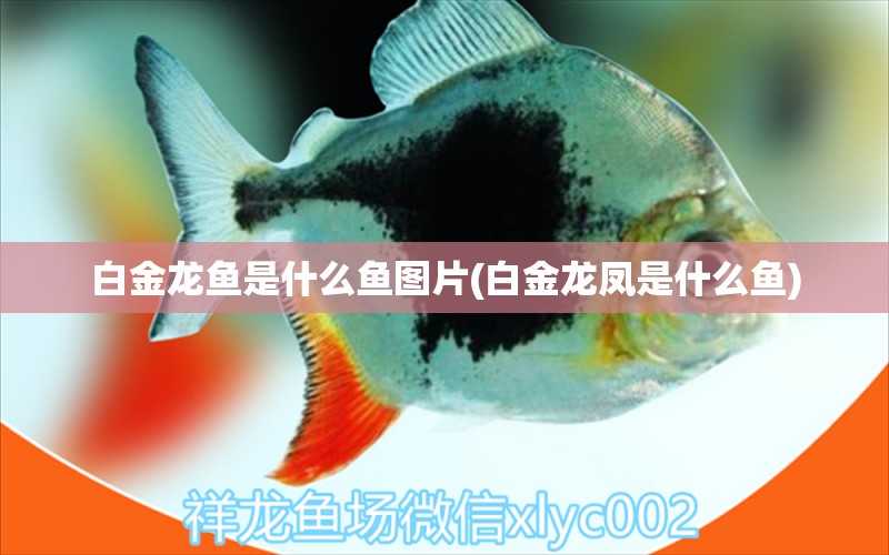 白金龍魚是什么魚圖片(白金龍鳳是什么魚) 印尼虎苗