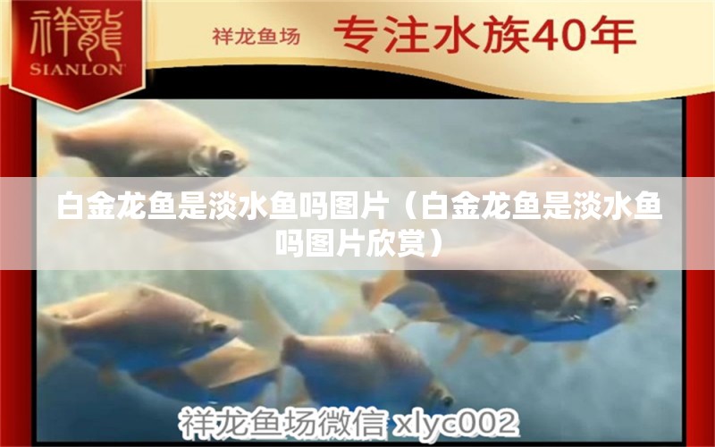 白金龍魚是淡水魚嗎圖片（白金龍魚是淡水魚嗎圖片欣賞） 水溫計