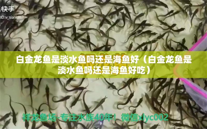 白金龍魚是淡水魚嗎還是海魚好（白金龍魚是淡水魚嗎還是海魚好吃） 廣州觀賞魚批發(fā)市場