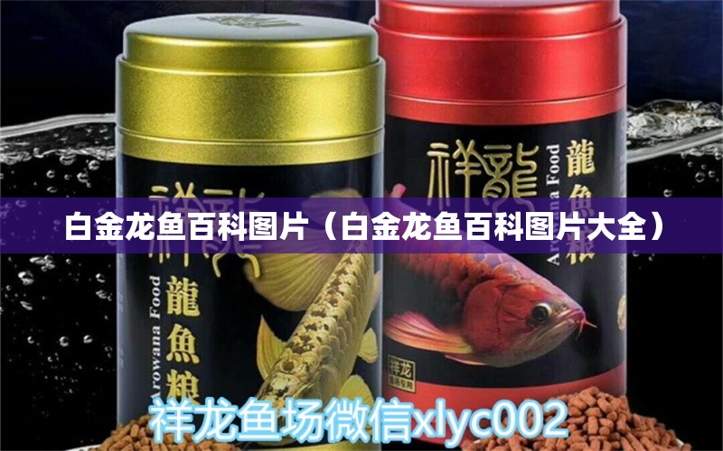 白金龍魚百科圖片（白金龍魚百科圖片大全）