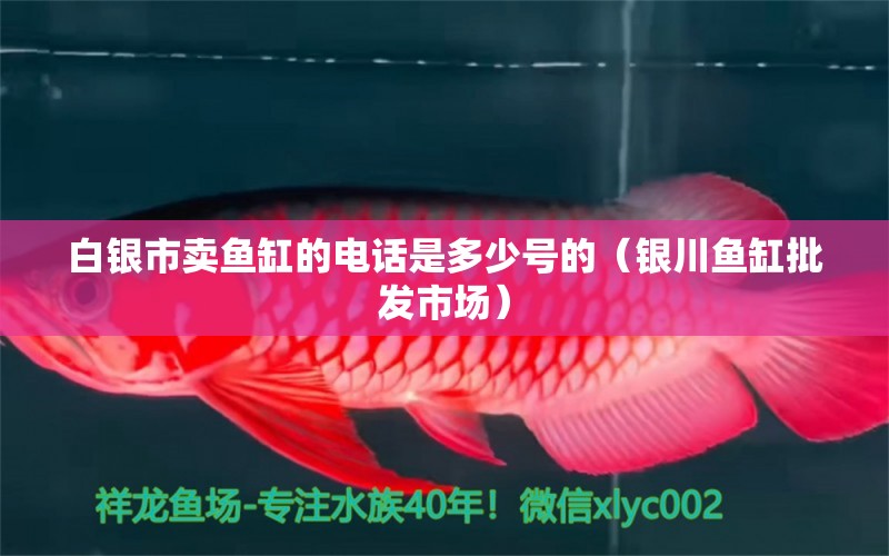 白銀市賣魚缸的電話是多少號(hào)的（銀川魚缸批發(fā)市場(chǎng)） 祥龍水族醫(yī)院