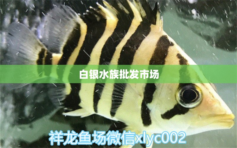 白銀水族批發(fā)市場 觀賞魚水族批發(fā)市場