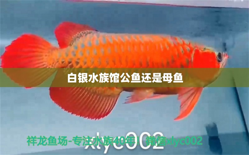 白銀水族館公魚(yú)還是母魚(yú) 觀賞魚(yú)飼料