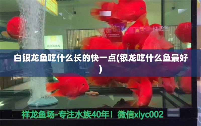 白銀龍魚吃什么長(zhǎng)的快一點(diǎn)(銀龍吃什么魚最好) 銀龍魚