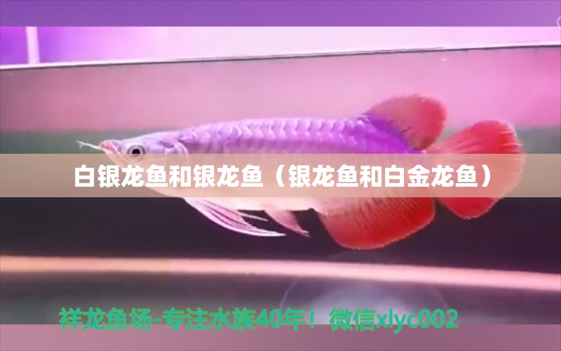 白銀龍魚和銀龍魚（銀龍魚和白金龍魚） 銀龍魚