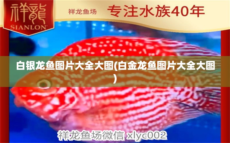 白銀龍魚(yú)圖片大全大圖(白金龍魚(yú)圖片大全大圖) 銀龍魚(yú)