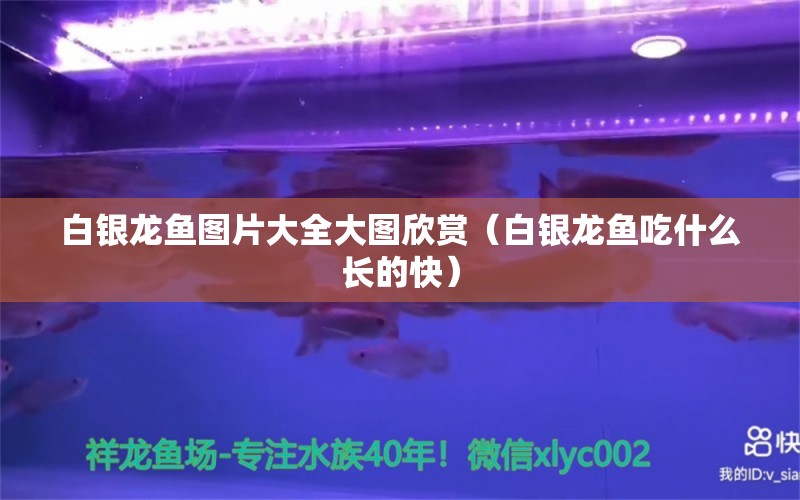 白銀龍魚圖片大全大圖欣賞（白銀龍魚吃什么長的快） 銀龍魚