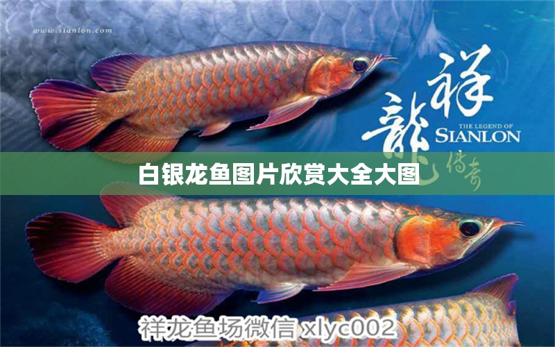 白銀龍魚圖片欣賞大全大圖 銀龍魚