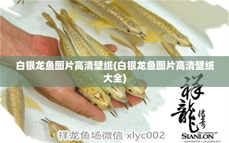 白銀龍魚圖片高清壁紙(白銀龍魚圖片高清壁紙大全)