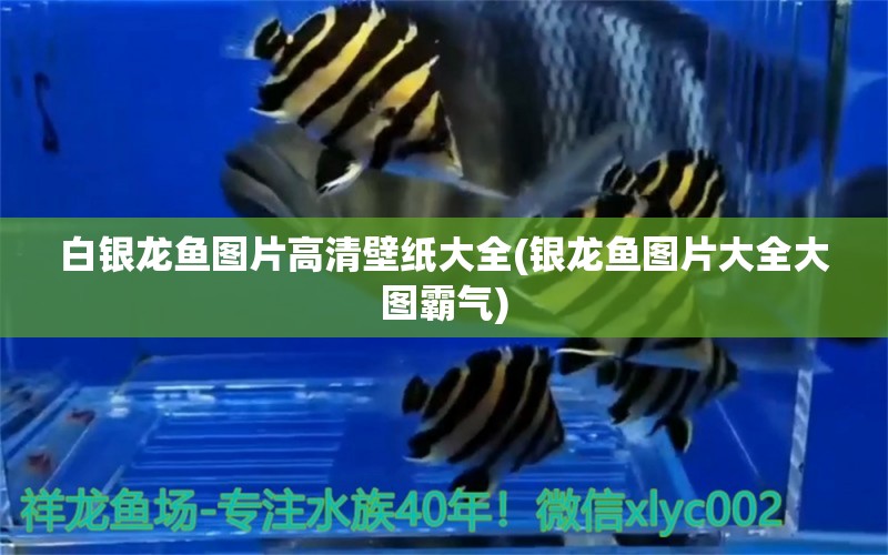 白銀龍魚圖片高清壁紙大全(銀龍魚圖片大全大圖霸氣) 銀龍魚