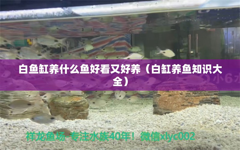 白魚缸養(yǎng)什么魚好看又好養(yǎng)（白缸養(yǎng)魚知識(shí)大全）