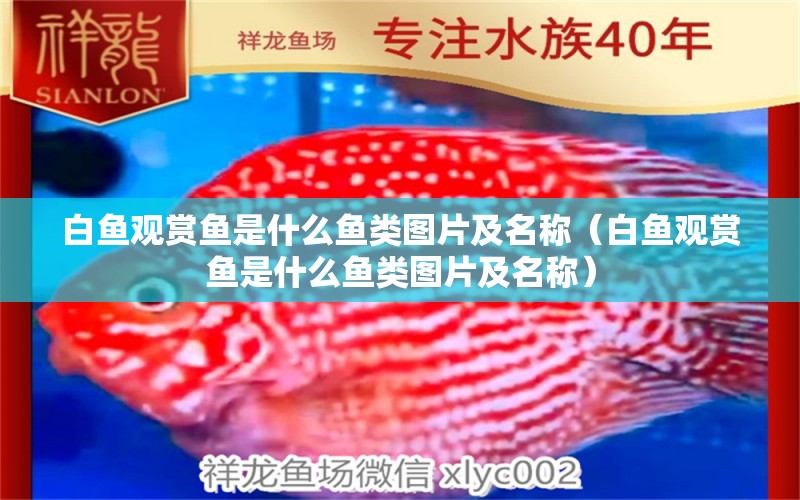 白魚(yú)觀賞魚(yú)是什么魚(yú)類圖片及名稱（白魚(yú)觀賞魚(yú)是什么魚(yú)類圖片及名稱） 黃金貓魚(yú)