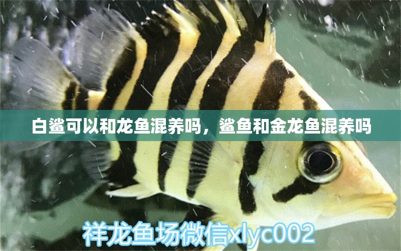 白鯊可以和龍魚混養(yǎng)嗎，鯊魚和金龍魚混養(yǎng)嗎 青龍魚