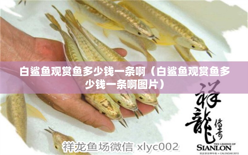 白鯊魚觀賞魚多少錢一條啊（白鯊魚觀賞魚多少錢一條啊圖片）