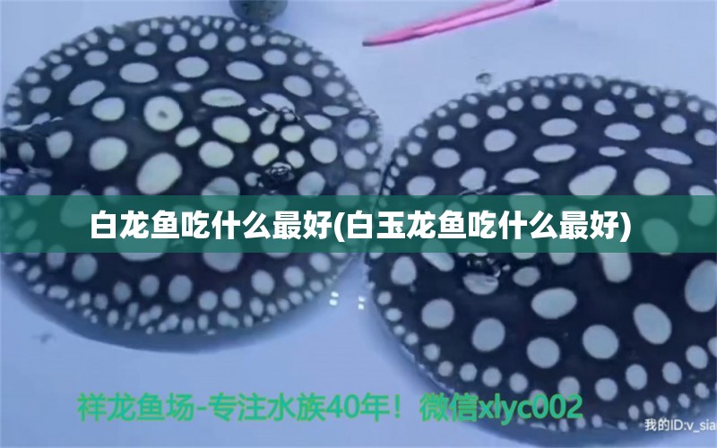 白龍魚吃什么最好(白玉龍魚吃什么最好) 速倍妥魚糧魚藥