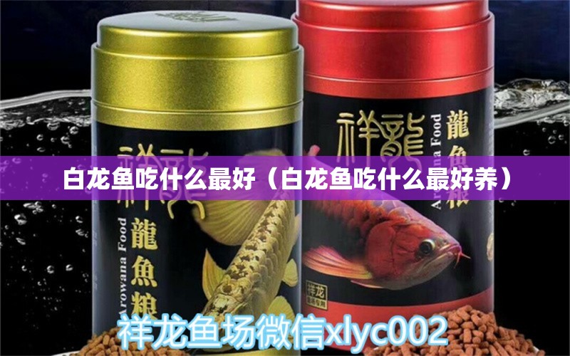 白龍魚吃什么最好（白龍魚吃什么最好養(yǎng)）